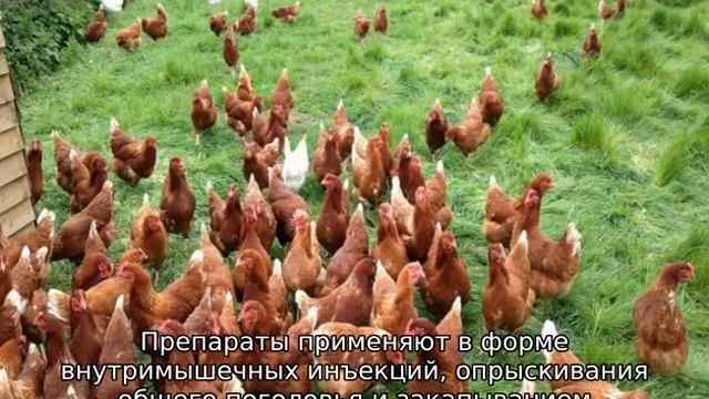 Разведение кур в домашних условиях для начинающих смотреть онлайн