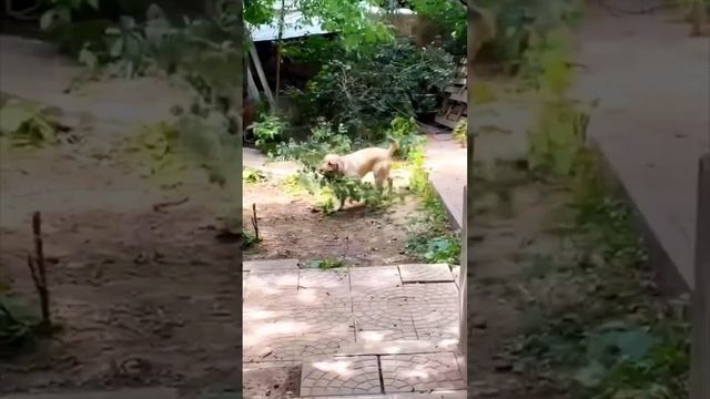 #четвероногиедрузья #собакиприколы #собаки #лабрадор #лабрадорретривер #собачьяжизнь #собакадруг смотреть онлайн