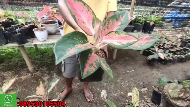 OBRAL AGLONEMA LAGI...HARGA DI JAMIN MURAH MURAH! смотреть онлайн