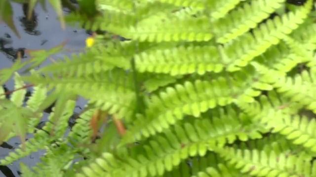 Сад храма Мимурото-дзи. Удзи, префектура Киото　２ смотреть онлайн