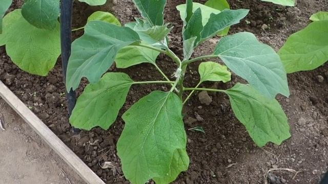 316.УРОЖАЙНЫЕ БАКЛАЖАНЫ ВЫРАСТИТЬ НЕ СЛОЖНО ЗНАЯ ТОНКОСТИ смотреть онлайн