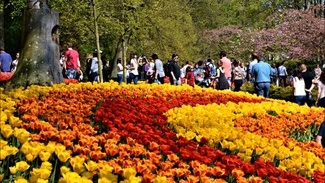 Keukenhof The Flower Park - Кёкенхоф парк цветов