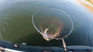 Рыбалка на кольцо. Ловим леща в Дону.