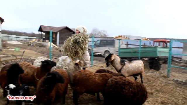 Как сделать кормушку для коз и овец своими руками практически бесплатно. смотреть онлайн