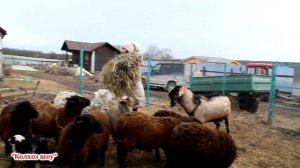 Как сделать кормушку для коз и овец своими руками практически бесплатно.