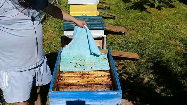 🔴Не забываем про главного врага пчел смотреть онлайн