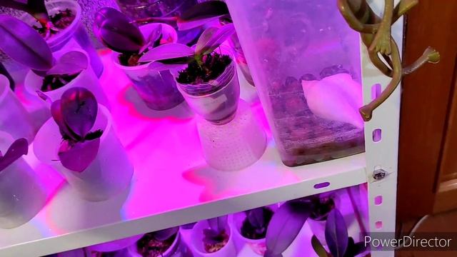 Фласочные растения, растут и радуют, отличный результат ? смотреть онлайн