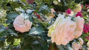 ОБРЕЗКА ПЛЕТИСТОЙ РОЗЫ. Эден Роуз Eden Rose. ОБУЧАЮЩИЙ УРОК.