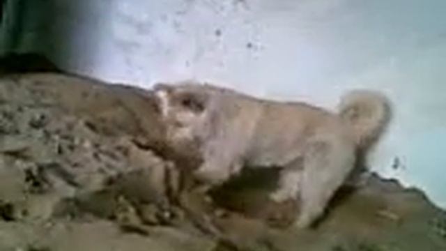 Шарик, как жираф, зарывает свою голову в песок!!! смотреть онлайн