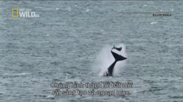 Killer Whales hunt seals - Fascinating facts in the wild