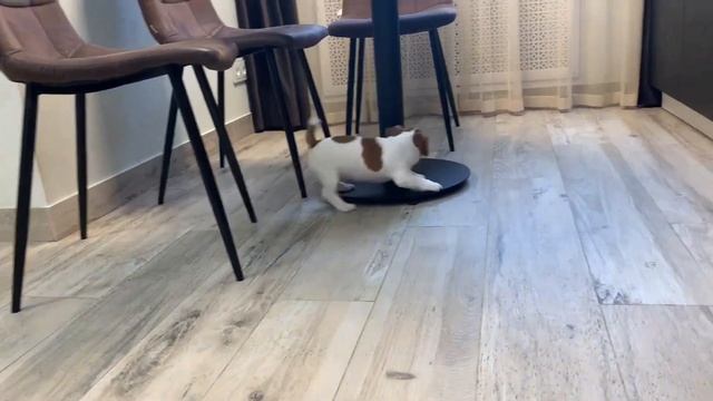 Продается щенок Джек Рассел терьера - кобель Эврик смотреть онлайн