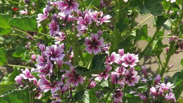 Mallow / Malva Sylvestris | Common Mallow Plant Growing And Care । মালভা ফুল গাছ
