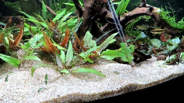 Высаживаю нимфею, стаурогин/ Запускаю боций, лабео, лялиусов/Брахиплатистома или тигровый сом смотреть онлайн