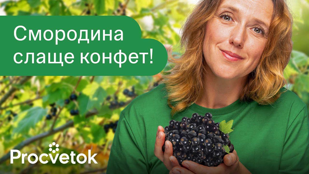 СМОРОДИНА ЗАСЫПЛЕТ СЛАДКИМИ ЯГОДАМИ, если успеете ее подкормить и обработать сразу после цветения! смотреть онлайн