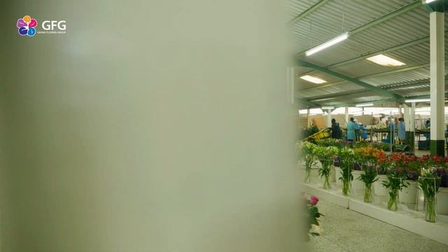 GFG | Golden Tulip & Laurel | Кения 2021 | Кенийские розы смотреть онлайн