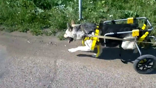 Герда на прогулке на коляске PetMobile. смотреть онлайн