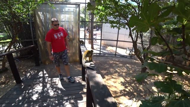 Смешные животные ? | Обезьянки в зоопарке ? укусили папу за палец смотреть онлайн