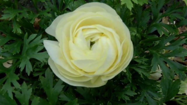 Цветок называется ранункулюс. смотреть онлайн