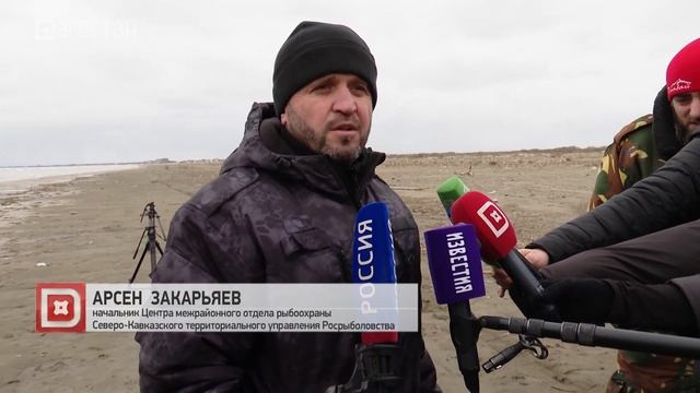 Массовая гибель краснокнижной Каспийской нерпы смотреть онлайн