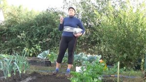 ГРЕЧИХА как СИДЕРАТ