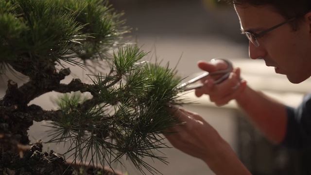 Мастер искусства Бонсай. История первого ремесленника из России в Японии. смотреть онлайн