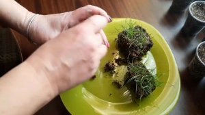 КОРТАДЕРИЯ, ПАМПАСНАЯ ТРАВА,  ВЫРАЩИВАНИЕ В ЦЕНТРАЛЬНОМ ЧЕРНОЗЕМЬЕ. Часть 3