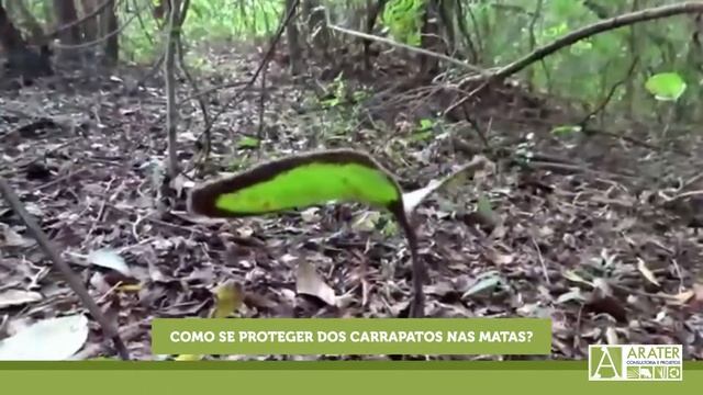 Como se proteger dos carrapatos nas matas. смотреть онлайн