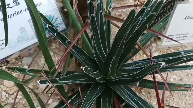 Agave victoriae-reginae смотреть онлайн