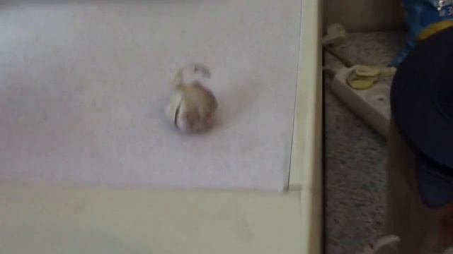 быстрая очистка чеснока