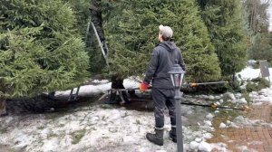 Формирующая стрижка ели обыкновенной