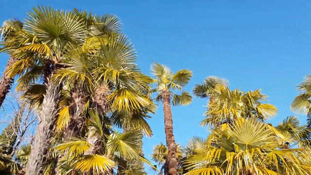 Озеро Гарда . Италия январь 2019 . смотреть онлайн