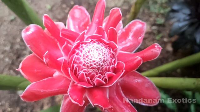 Torch Ginger Plant Care | Etlingera Elatior | Exotic Tropical Flower | Nandanam Exotics | By Nirmal