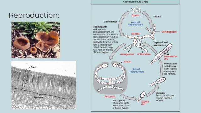 ascomycota смотреть онлайн