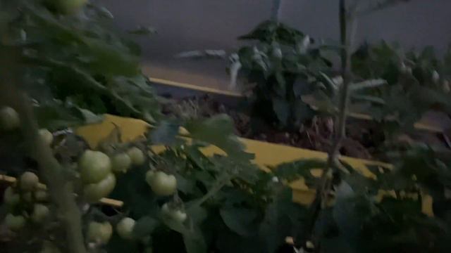 дача вечер 16 июля 2022 г. фонарики помидоры смотреть онлайн