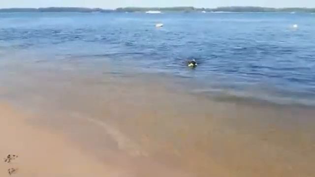 Ризеншнауцер Лорри. На Волге
