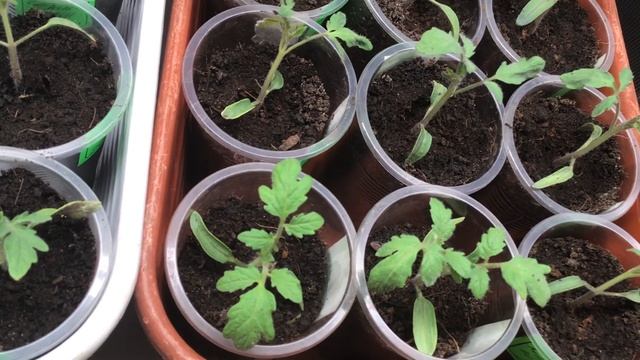 Томат Мамонтенок оказался самым мощным в рассаде на ранних сроках! Каким будут кусты томата? смотреть онлайн