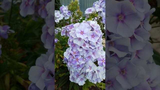 Цветная радость смотреть онлайн