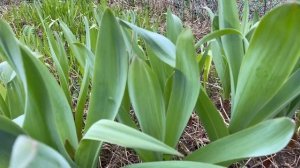 Декоративный лук из семян: показываю, что взошло этой весной