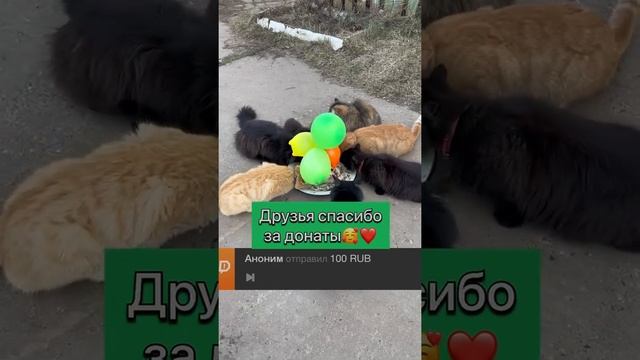 Рыжик Черныш и Пиксель сегодня отмечают день рождения ? ? ? #деньрождения #коты смотреть онлайн
