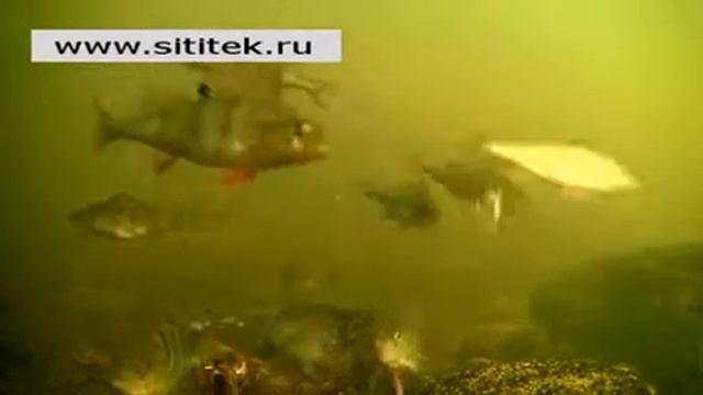 Видеокамера для рыбалки показывает "живое" видео с места ловли смотреть онлайн