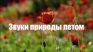 Звуки природы летом для отдыха и снятия стресса
