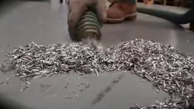Aspiradora DM40 OIL Delfin смотреть онлайн