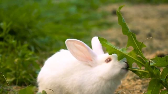 Музыка для души ? Успокаивающая музыка исцеляет разум и тело, успокаивает нервную систему смотреть онлайн