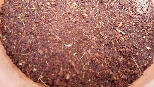 How to Grow Petunia Plant From Seeds || Complete Information / Rose Gardening. (urdu/hindi). смотреть онлайн