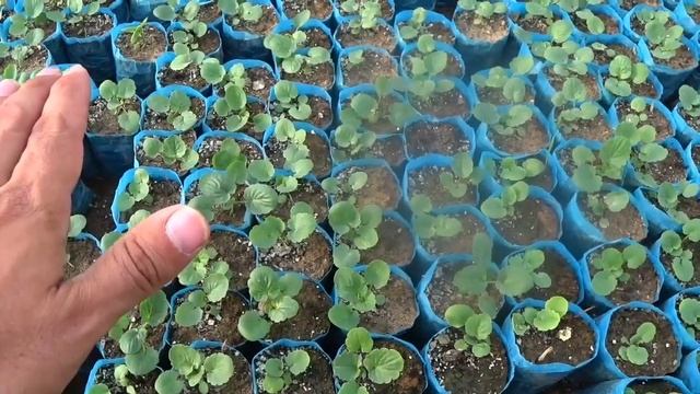 МАСШТАБНЫЙ ЭКСПЕРИМЕНТ. Российские удобрение ЕвроХим(EuroChem) против дорогих удобрении Валагро, Яр смотреть онлайн