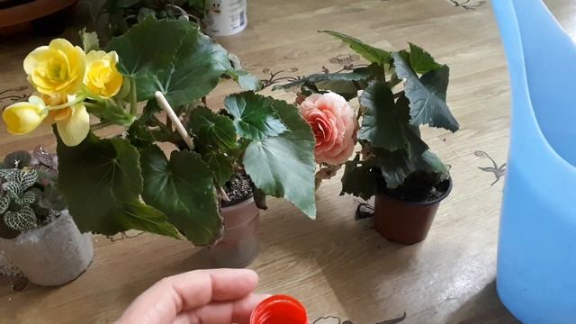 Бегонии Элатиор в жару ??? Как помочь растениям пережить жару смотреть онлайн