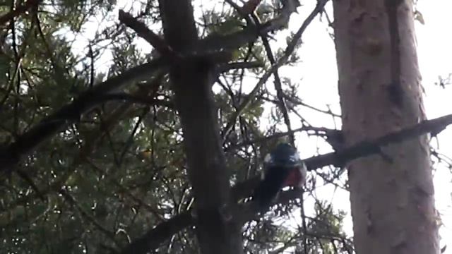 Дятел в лесу в г.Златоуст смотреть онлайн