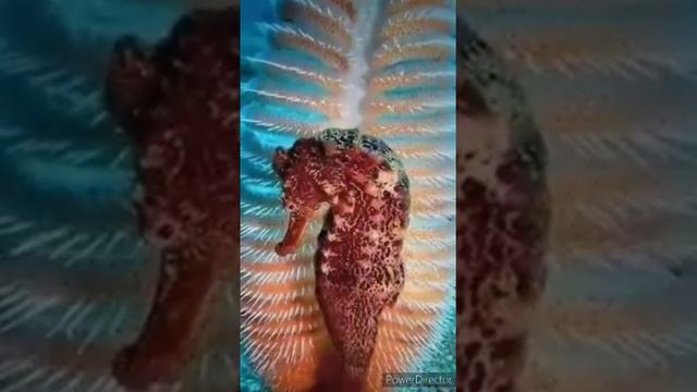 " Красота подводного мира" смотреть онлайн