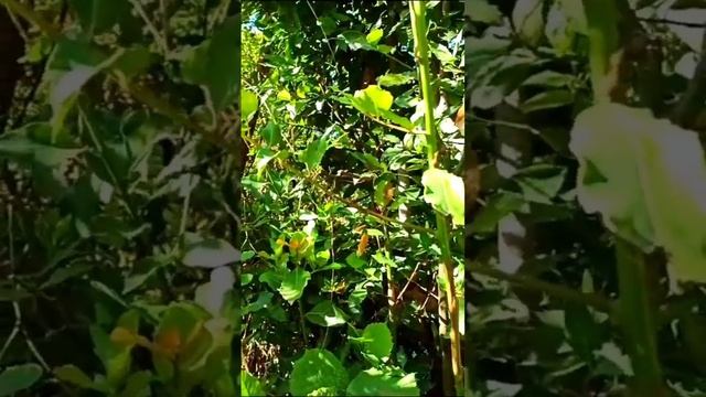 Сочи центральный, парк Ривьера, Вардане ❤☀???, затерянная папка с видео ? смотреть онлайн