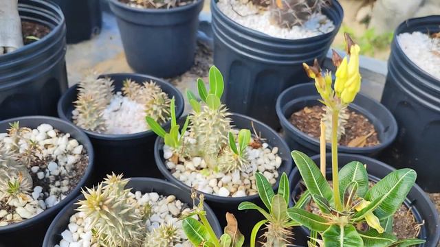 A superprodução de sementes especiais de Rosas do Deserto no Espaço Socotra da Adenium Premium смотреть онлайн